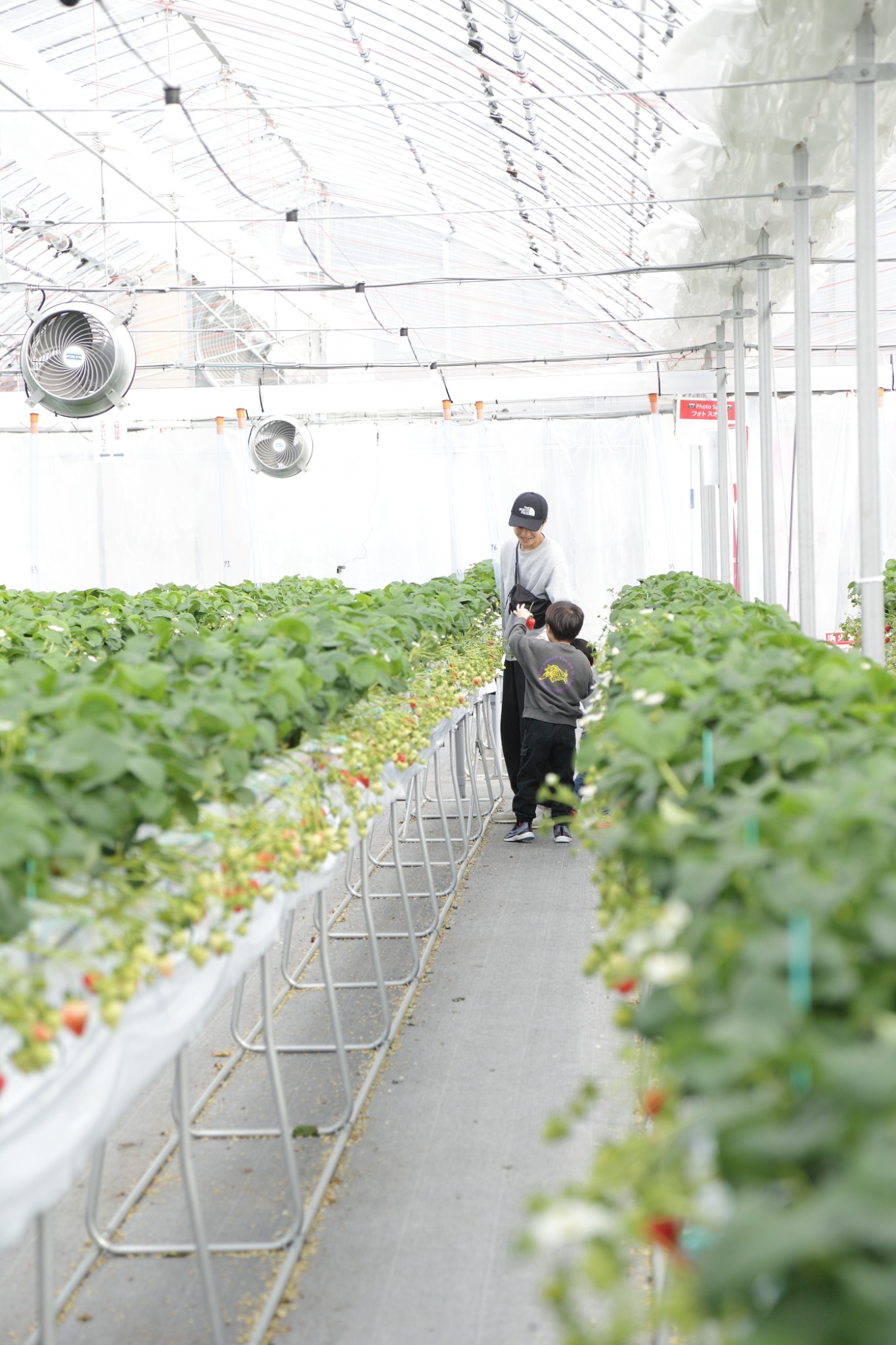 ハウス内の通路