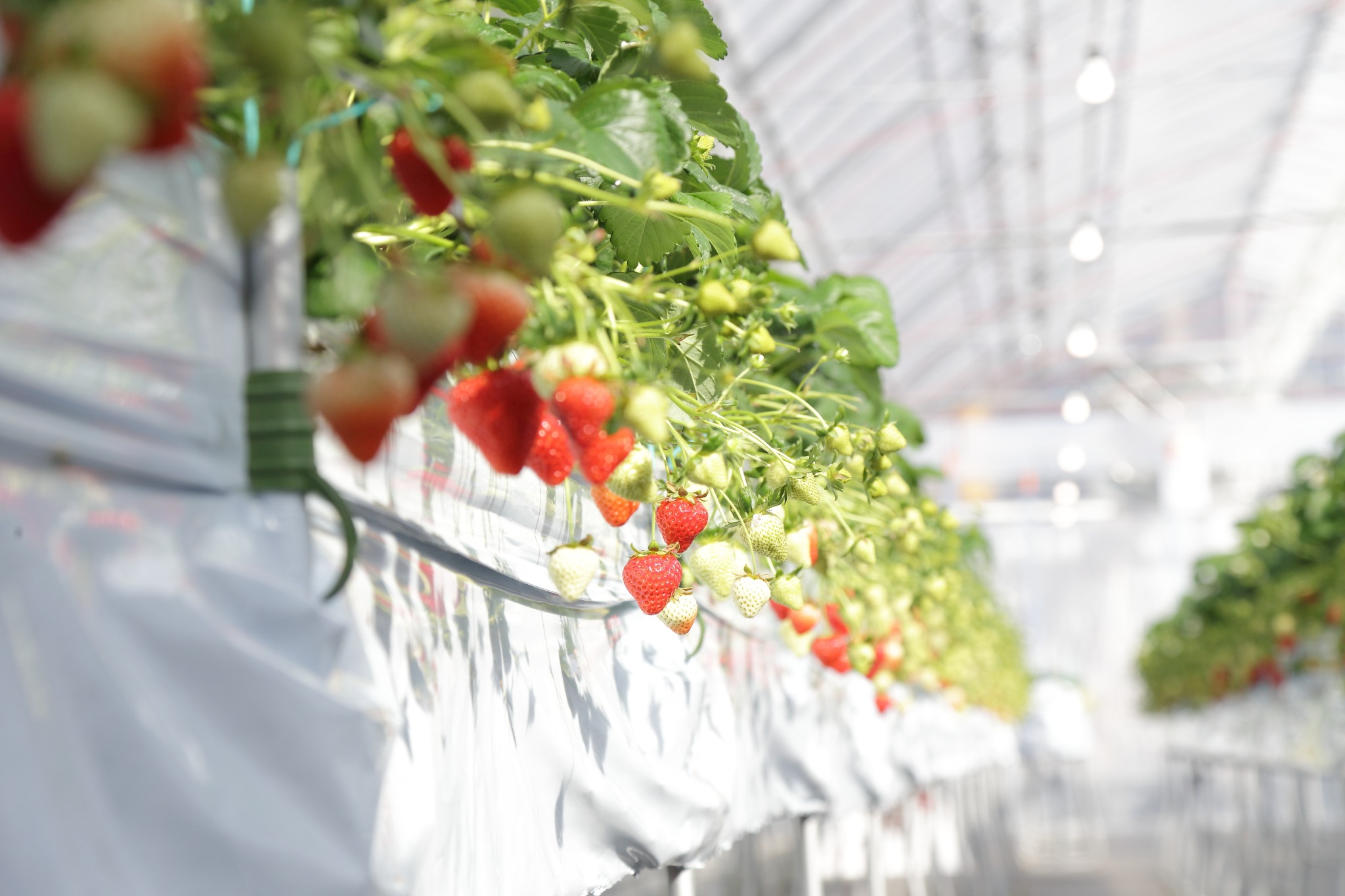 赤いいちごのクローズアップ